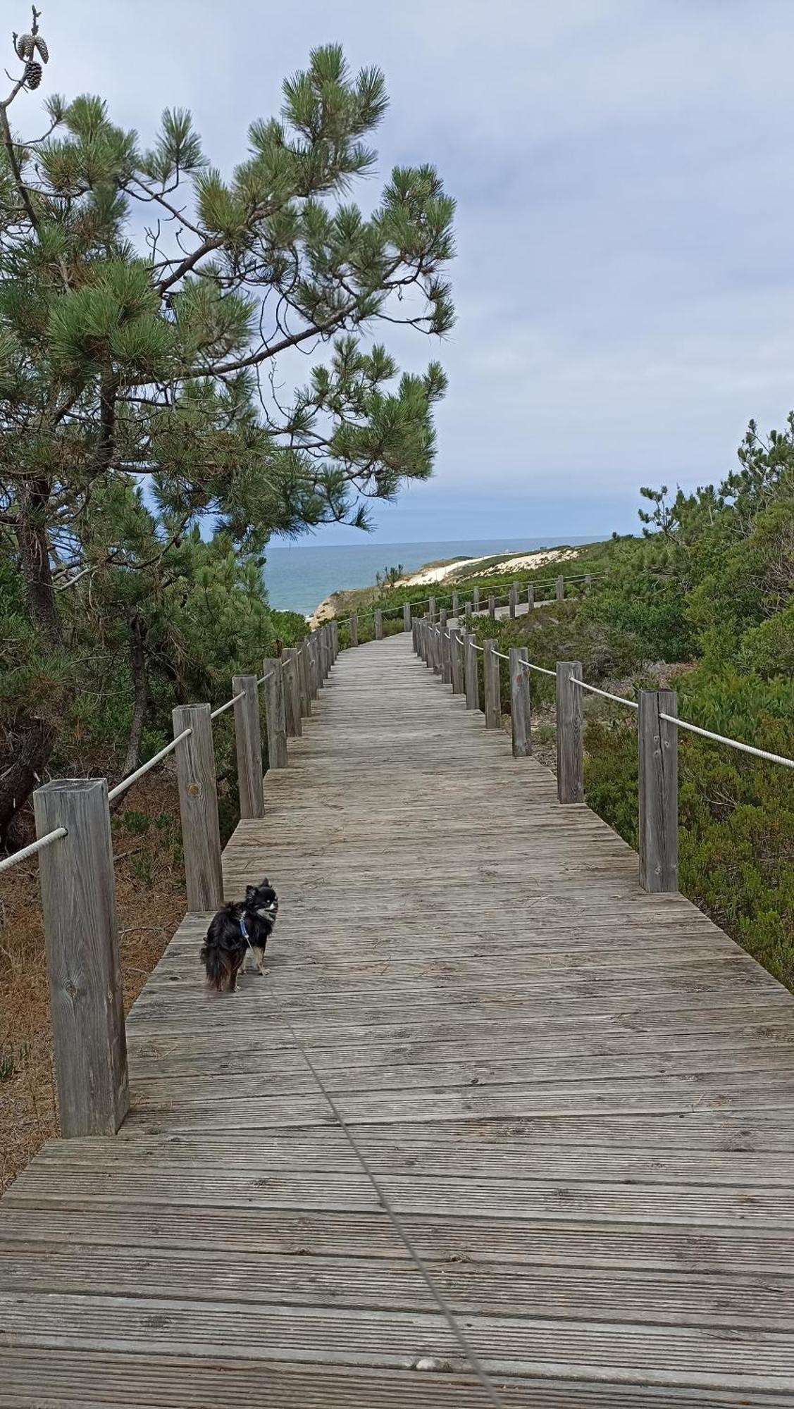 Tinyhouse Tilda - Near Famous Beaches Pataias Esterno foto